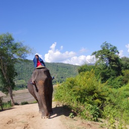 Om elefanter og turisme